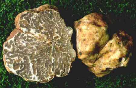 Truffle tour san Miniato, truffel guide Tuscany