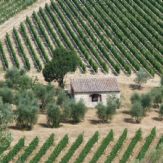 Toscana vigneti