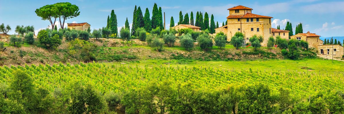 Chianti vineyards