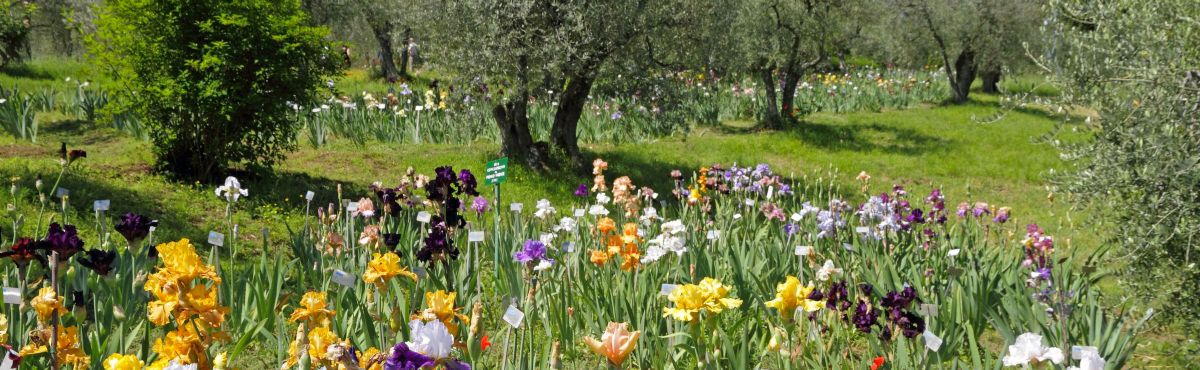 Jardin iris Florence